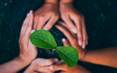 Restauración Ecológica: Responsabilidad Ambiental Empresarial